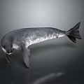 Realistic Gray Seal Marine Animal With Glossy Skin Flippers Tail On Dark Surface