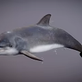 Gray and White Dolphin Swimming Gracefully in Open Ocean Waters with Smooth Skin