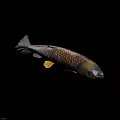 Golden Orange Carp With Shiny Scales Streamlined Body Black Fins And Yellow Tail