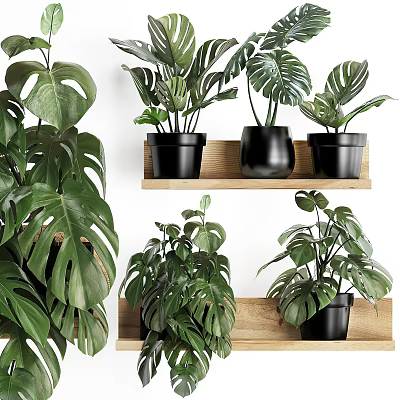 Lush Green Monstera Potted Plants In Black Pots On Wooden Shelves 3d model