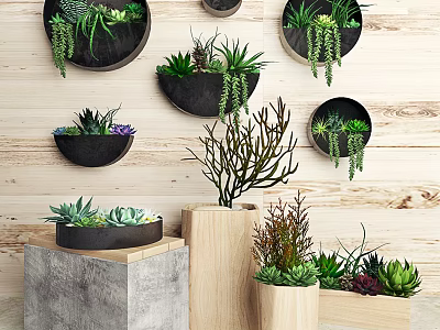 Potted Plants with Succulents Hanging Varieties in Hanging Wall Concrete and Wooden Pots on Wooden Background 3d model