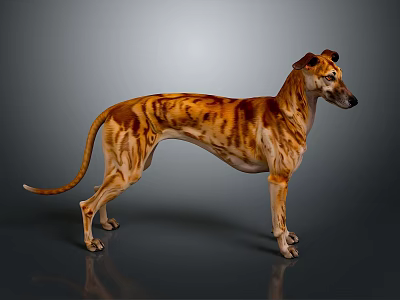 Tiger Striped Greyhound Dog With Long Legs Standing On Gray Background 3d model