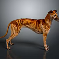 Tiger Striped Greyhound Dog With Long Legs Standing On Gray Background
