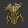 Golden Toad with Textured Skin and Large Eyes Sitting on Dark Background