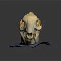 Detailed Animal Skull Anatomy With Visible Teeth And Bone Structure On Blue Stand