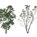 Two Arbor Trees With Dense Green Foliage And Sparse Branches In Natural Scene 3d model