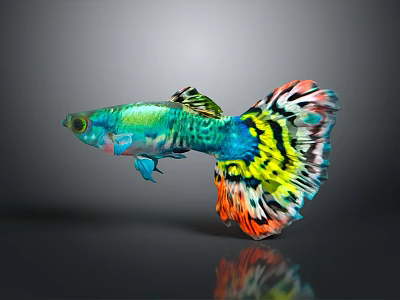Colorful Guppy Fish Swimming With Vibrant Green Blue Yellow And Orange Tail Patterns 3d model