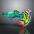 Colorful Guppy Fish Swimming With Vibrant Green Blue Yellow And Orange Tail Patterns