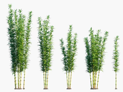 Green Bamboo Clusters In Various Heights With Slender Stems And Lush Leaves 3d model