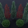 Shrubs Featuring Green And Red Foliage Conical And Round Shapes In Garden