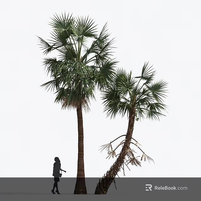 Tall and Short Palm Trees Featuring Lush Foliage Bent Trunk and Nearby Silhouette 3d model 