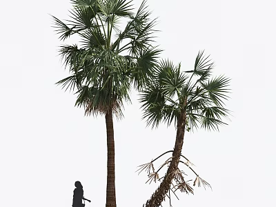Modern Palm Tree 3d model