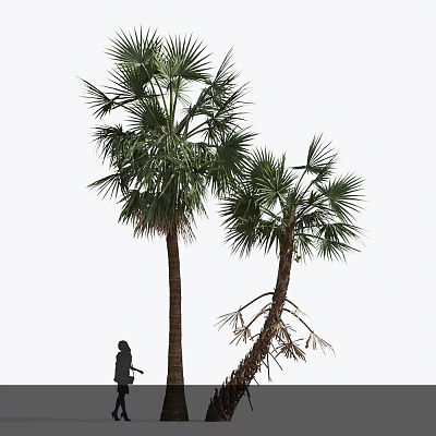 Tall and Short Palm Trees Featuring Lush Foliage Bent Trunk and Nearby Silhouette 3d model