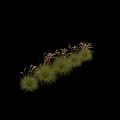 Tall Ornamental Grass with Green Foliage and White Feathery Plumes for Garden Landscaping