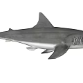 Adult Grey Shark With Sharp Teeth Dorsal Fin Long Tail And Muscular Body