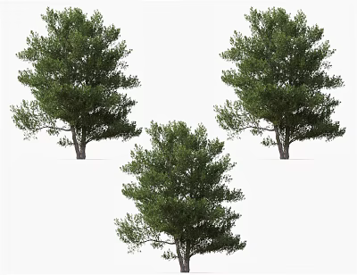 Three Lush Green Arbor Trees With Dense Foliage On White Background 3d model