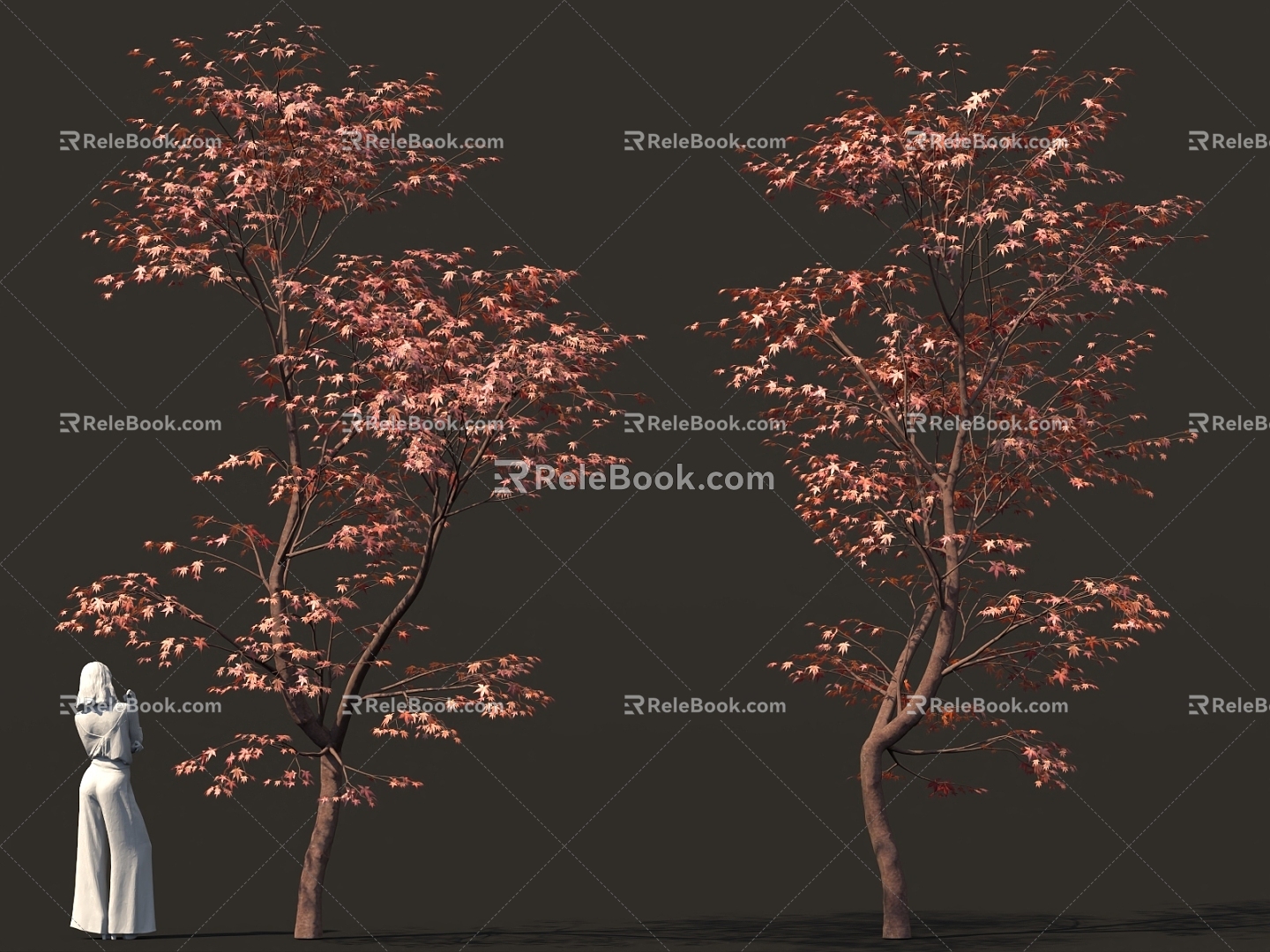 Chinese Red Maple Landscape Tree Garden Trees 3d model