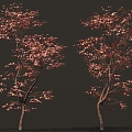 Chinese Red Maple Landscape Tree Garden Trees 3d model