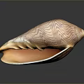 Organ And Hair Like Features On Striped Shell With Smooth Textured Surface