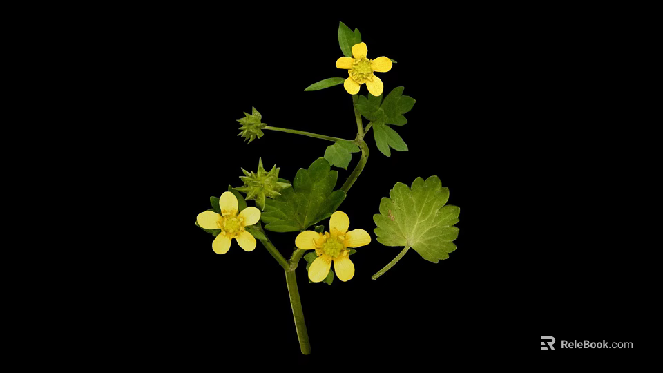Plant with Yellow Small Flowers and Green Leaves on Black Background 3d model 