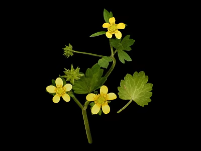 Plant with Yellow Small Flowers and Green Leaves on Black Background 3d model