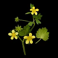 Plant with Yellow Small Flowers and Green Leaves on Black Background