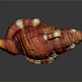 Red And White Ribbed Conch Shell With Glossy Surface On Dark Background And Reflection