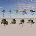 Various Arbor Trees With Different Shapes Green Foliage And Tall Trunks 3d model