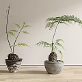 Two Green Bonsai Plants in Textured and Grey Ceramic Pots on Wooden Floor
