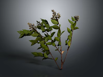 Lush Green Leaf Plant with Small White Flowers and Fresh Branches 3d model
