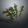 Lush Green Leaf Plant with Small White Flowers and Fresh Branches