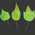 Three Leaves Showing Green to Yellow Color Transition on Dark Background