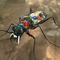 Vibrant Iridescent Beetle With Long Legs And Large Mandibles In Natural Habitat