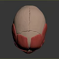 Red Anatomical Human Head Muscle Model Showing Detailed Facial Muscle Structure