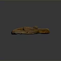 Brown Coiled Reptile Snake With Scaled Skin On Dark Background