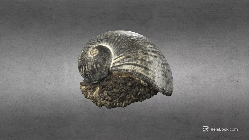 Textured Spiral Seashell With Natural Rock Like Base On Gray Background 3d model 