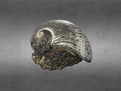 Textured Spiral Seashell With Natural Rock Like Base On Gray Background 3d model