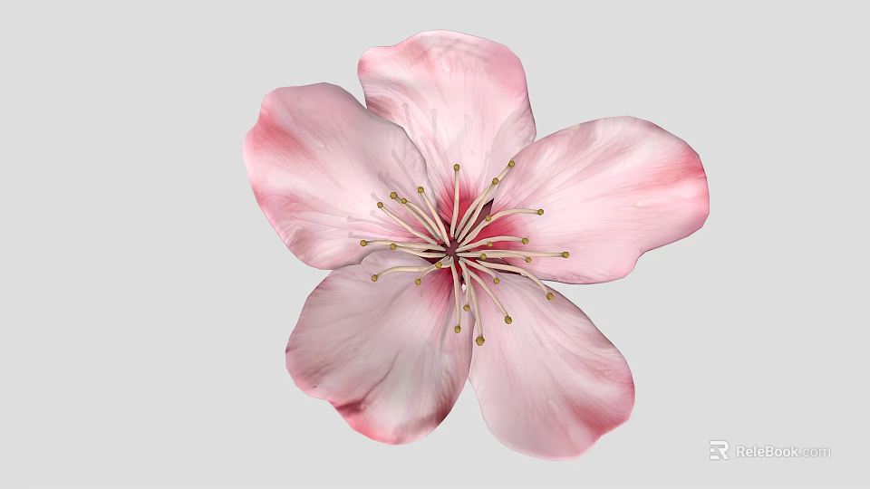 Beautiful Soft Pink Flower With Delicate Petals And Golden Stamens Against Light Gray Background 3d model 