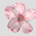 Beautiful Soft Pink Flower With Delicate Petals And Golden Stamens Against Light Gray Background