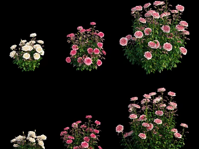 Beautiful Pink And White Blooming Flowers With Lush Green Leaves In Garden 3d model