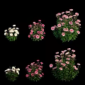 Beautiful Pink And White Blooming Flowers With Lush Green Leaves In Garden