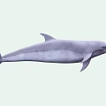 Majestic Aquatic Dolphin Naturally Leaping High In Sparkling Blue Ocean Water