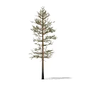 pine tree 3d model