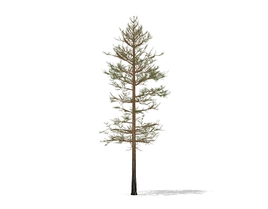 pine tree 3d model