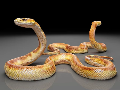 viper viper animal 3d model viper viper animal 3d model
