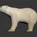 Lifelike White Polar Bear Standing On Dark Background With Reflection