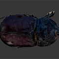 Rhinoceros Beetle With Dark Purple Black Exoskeleton On Shiny Dark Surface
