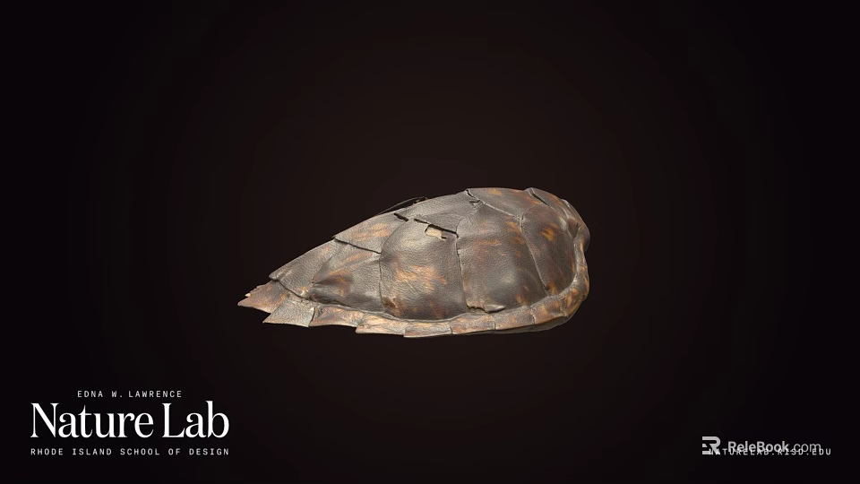 Natural Turtle Shell Specimen Exhibit In Nature Lab For Scientific Research 3d model 