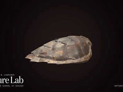 Natural Turtle Shell Specimen Exhibit In Nature Lab For Scientific Research 3d model