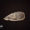 Natural Turtle Shell Specimen Exhibit In Nature Lab For Scientific Research